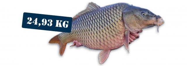 IBCC - Nemzetközi Balatoni pontyfogó kupa